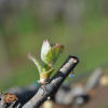 From Grapes to Glass: Life Cycle of a Wine Grape