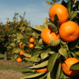 Mountain Mandarins: A Sweet Crop